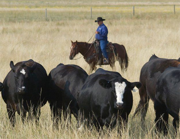 Iowa native began cattle company in Pine Bluffs - Western Nebraska Observer